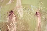 Fossil Leaf Two Detailed Moth Flies (Psychodidae) in Baltic Amber #367471-1